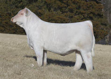 Charolais Semen For Sale:  SB10-3055