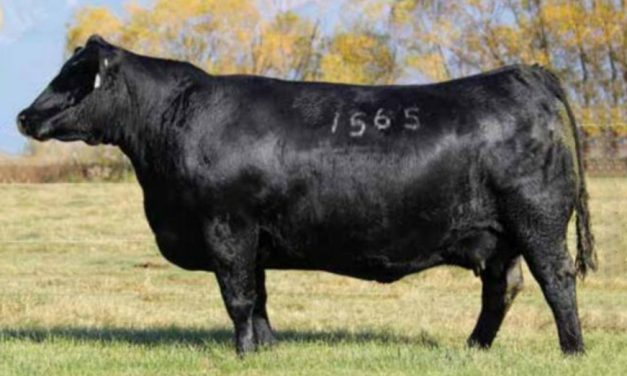 Angus Embryos For Sale:  SB10-3025