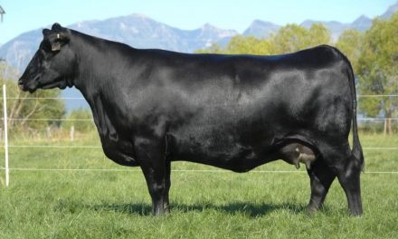 Angus Embryos For Sale:  SB10-3026