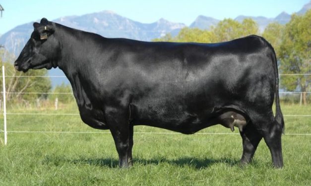 Angus Embryos For Sale:  SB10-3026