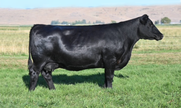 Angus Embryos For Sale:  SB10-3044