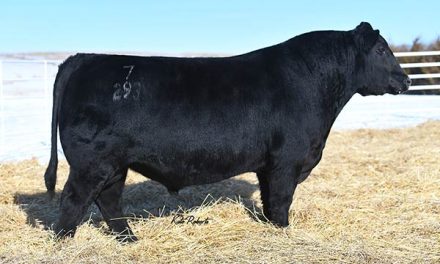 Angus Semen For Sale – SB10-3035