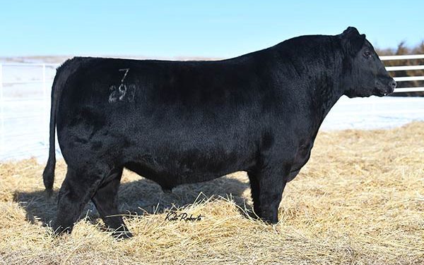 Angus Semen For Sale – SB10-3035