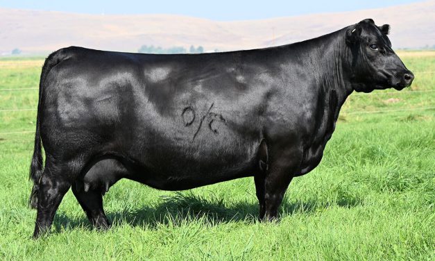 Angus Embryos For Sale:  SB10-3036