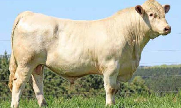 Charolais Semen For Sale:  SB10-3039
