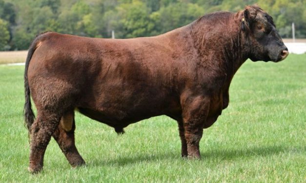 Red Angus Semen For Sale:  SB10-3015