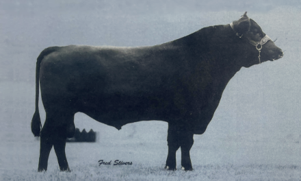 Angus Semen Wanted:  SB10-3046