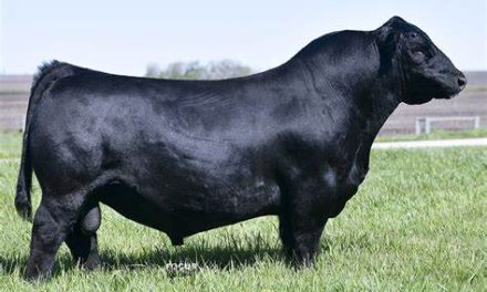 Angus Embryos For Sale:  SB10-3048