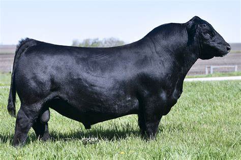 Angus Embryos For Sale:  SB10-3048