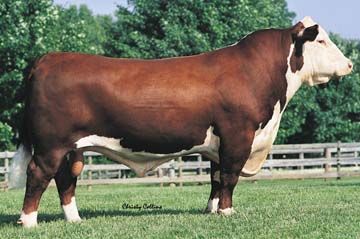 Hereford Semen For Sale:  SB10-3047