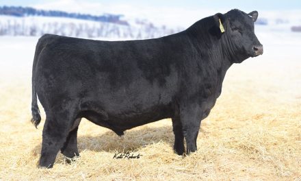 Angus Semen For Sale:  SB10-3051