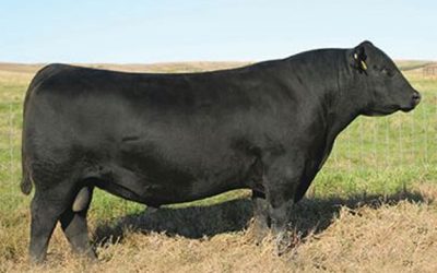 Angus Semen For Sale:  SB10-4240