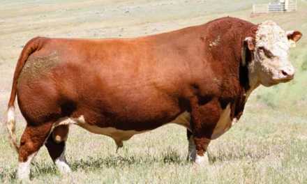 Hereford Semen For Sale:  SB10-3058