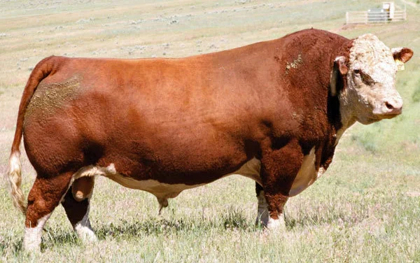 Hereford Semen For Sale:  SB10-3058