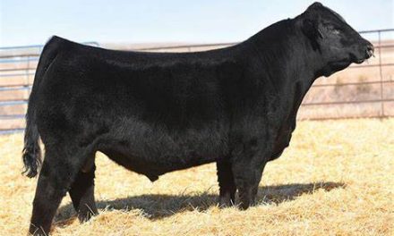 Simmental Semen For Sale:  SB10-3018