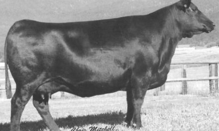 Angus Embryos For Sale:  SB10-3024