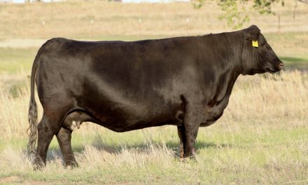 Angus Embryos For Sale:  SB10-3054