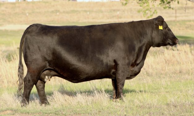 Angus Embryos For Sale:  SB10-3054