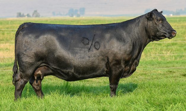 Angus Embryos For Sale:  SB10-3033