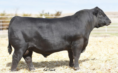 Angus Semen For Sale:  SB10-3323
