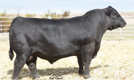 Angus Semen For Sale:  SB10-3323