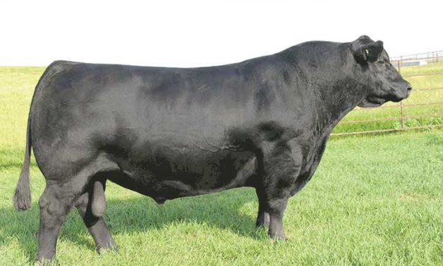 Angus Semen Wanted:  SB10-3355