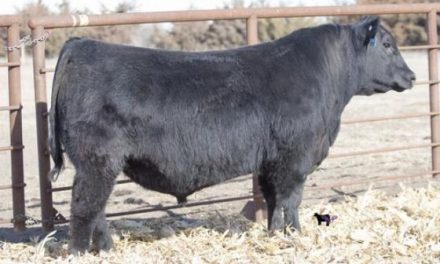 Angus Embryos For Sale:  SB10-3118