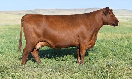 Red Angus Embryos For Sale:  SB10-3086
