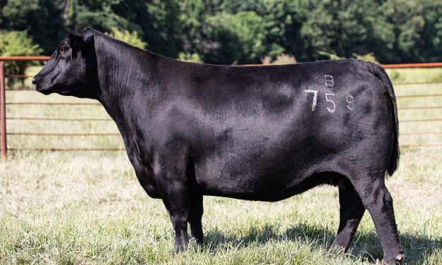 Angus Flush For Sale: SB10-3089