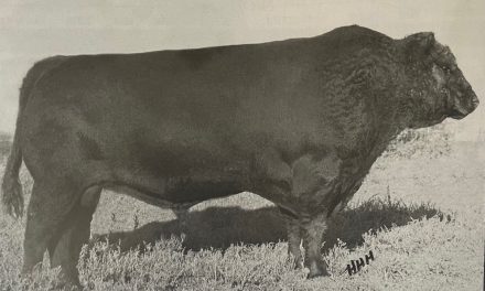 Angus Semen Wanted:  SB10-3111
