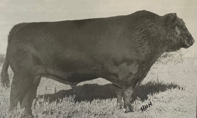 Angus Semen Wanted:  SB10-3111