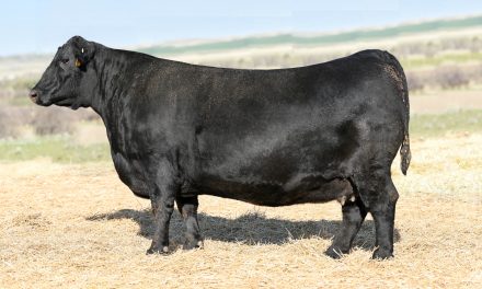 Angus Embryos For Sale:  SB10-3103