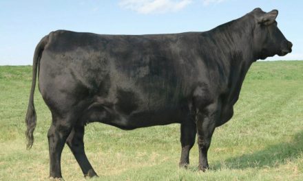 Angus Embryos For Sale:  SB10-3155
