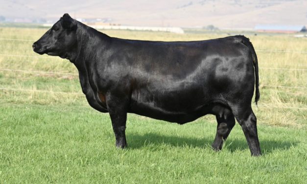 Angus Embryos For Sale:  SB10-3087