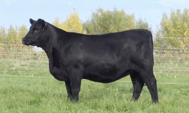 Angus Embryos For Sale:  SB10-3088