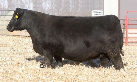 Simm Angus Embryos For Sale:  SB10-3078