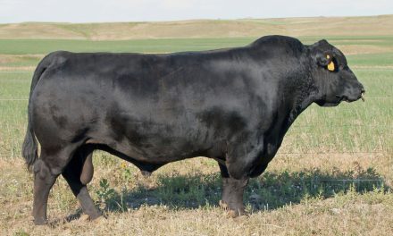 Angus Semen For Sale:  SB10-3084