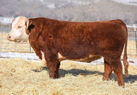 Hereford Semen For Sale:  SB10-3082