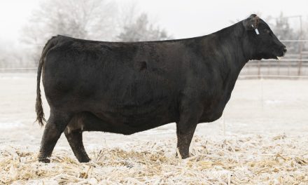 Angus Embryos For Sale:  SB10-3117