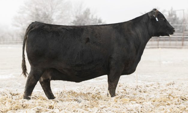 Angus Embryos For Sale:  SB10-3117