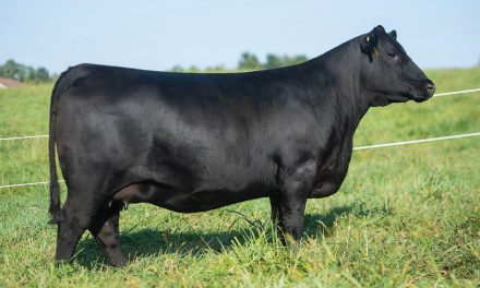Angus Embryos For Sale:  SB10-3092