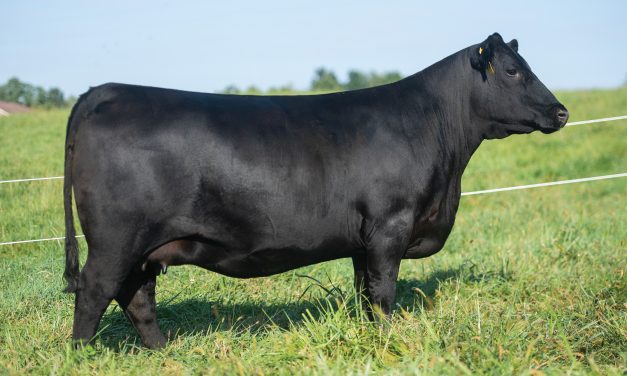 Angus Embryos For Sale:  SB10-3092