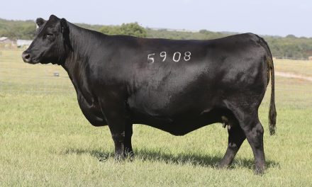 Angus Embryos For Sale:  SB10-3077