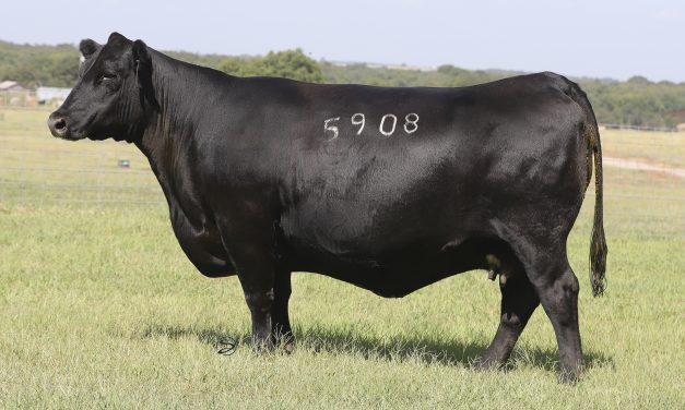Angus Embryos For Sale:  SB10-3077