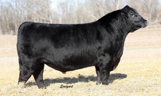 Angus Semen For Sale:  SB10-3085
