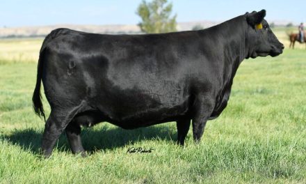 Angus Embryos For Sale:  SB10-3104