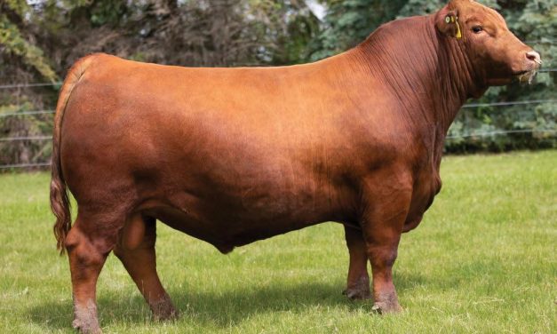 Red Angus Semen For Sale:  SB10-3067