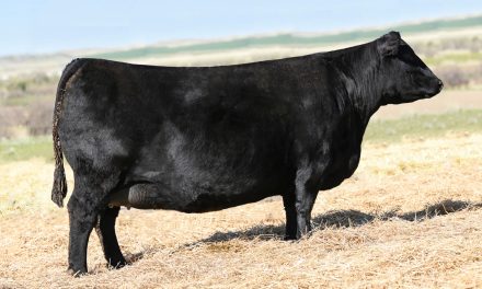 Angus Embryos For Sale:  SB10-3121