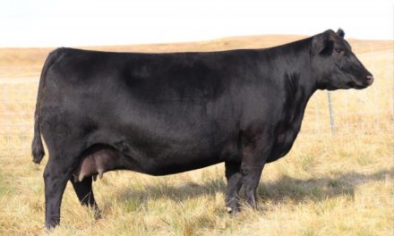 Angus Embryos For Sale:  SB10-3099