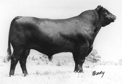 Angus Semen For Sale:  SB10-3060